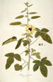 Hibiscus diversifolius - Nikolaus Joseph Freiherr von Jacquin — näkymä teoksesta