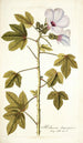 Hibiscus domingensis - Nikolaus Joseph Freiherr von Jacquin — näkymä teoksesta