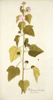 Hibiscus pentacarpos - Nikolaus Joseph Freiherr von Jacquin — näkymä teoksesta