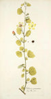 Hibiscus praemorsus - Nikolaus Joseph Freiherr von Jacquin — näkymä teoksesta
