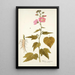 Hibiscus virginicus - Nikolaus Joseph Freiherr von Jacquin — kehystetty taideteos seinällä