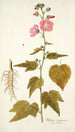 Hibiscus virginicus - Nikolaus Joseph Freiherr von Jacquin — näkymä teoksesta