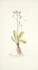 Hieracium incarnatum - Nikolaus Joseph Freiherr von Jacquin — näkymä teoksesta