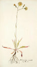 Hieracium saxatile - Nikolaus Joseph Freiherr von Jacquin — näkymä teoksesta
