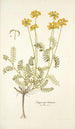 Hippocrepis balearica - Nikolaus Joseph Freiherr von Jacquin — näkymä teoksesta