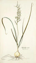 Hyacinthus viridis - Nikolaus Joseph Freiherr von Jacquin — näkymä teoksesta