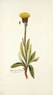 Hypochaeris helvetica - Nikolaus Joseph Freiherr von Jacquin — näkymä teoksesta