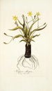 Hypoxis obliqua - Nikolaus Joseph Freiherr von Jacquin — näkymä teoksesta