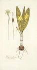 Hypoxis plicata - Nikolaus Joseph Freiherr von Jacquin — näkymä teoksesta
