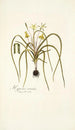 Hypoxis serrata - Nikolaus Joseph Freiherr von Jacquin — näkymä teoksesta