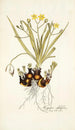 Hypoxis sobolifera - Nikolaus Joseph Freiherr von Jacquin — näkymä teoksesta