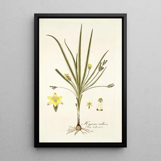 Nikolaus Joseph Freiherr von Jacquin - Hypoxis villosa.webp