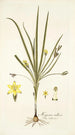 Hypoxis villosa - Nikolaus Joseph Freiherr von Jacquin — näkymä teoksesta