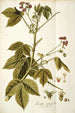Iatropha gossypifolia - Nikolaus Joseph Freiherr von Jacquin — näkymä teoksesta
