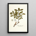 Ilex ligustrina - Nikolaus Joseph Freiherr von Jacquin — kehystetty taideteos seinällä
