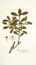 Ilex ligustrina - Nikolaus Joseph Freiherr von Jacquin — näkymä teoksesta