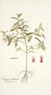 Indigofera dendroides - Nikolaus Joseph Freiherr von Jacquin — näkymä teoksesta