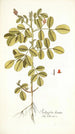 Indigofera hirsuta - Nikolaus Joseph Freiherr von Jacquin — näkymä teoksesta