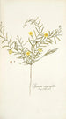 Ipomoea angustifolia - Nikolaus Joseph Freiherr von Jacquin — näkymä teoksesta