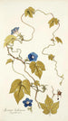 Ipomoea hederacea - Nikolaus Joseph Freiherr von Jacquin — näkymä teoksesta