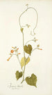 Ipomoea luteola - Nikolaus Joseph Freiherr von Jacquin — näkymä teoksesta