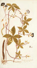 Ipomoea pentaphylla - Nikolaus Joseph Freiherr von Jacquin — näkymä teoksesta