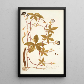 Nikolaus Joseph Freiherr von Jacquin - Ipomoea pentaphylla.webp