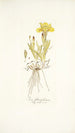 Iris flavissima - Nikolaus Joseph Freiherr von Jacquin — näkymä teoksesta