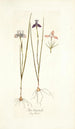 Iris tripetala - Nikolaus Joseph Freiherr von Jacquin — näkymä teoksesta