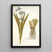 Iris virginica - Nikolaus Joseph Freiherr von Jacquin — kehystetty taideteos seinällä
