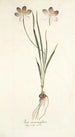 Ixia aneaionaeflora - Nikolaus Joseph Freiherr von Jacquin — näkymä teoksesta
