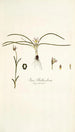 Ixia bulbocodium - Nikolaus Joseph Freiherr von Jacquin — näkymä teoksesta