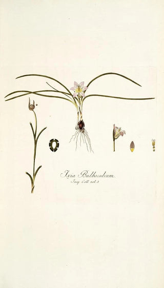 Nikolaus Joseph Freiherr von Jacquin - Ixia bulbocodium.webp