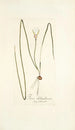 Ixia chloroleuca - Nikolaus Joseph Freiherr von Jacquin — näkymä teoksesta