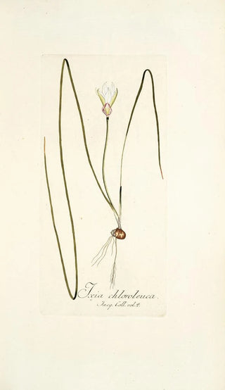 Nikolaus Joseph Freiherr von Jacquin - Ixia chloroleuca.webp
