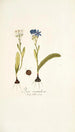 Ixia corymbosa - Nikolaus Joseph Freiherr von Jacquin — näkymä teoksesta