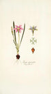 Ixia cruciata - Nikolaus Joseph Freiherr von Jacquin — näkymä teoksesta