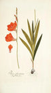 Ixia fenestrata - Nikolaus Joseph Freiherr von Jacquin — näkymä teoksesta