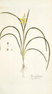 Ixia fragrans - Nikolaus Joseph Freiherr von Jacquin — näkymä teoksesta
