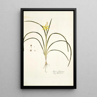 Nikolaus Joseph Freiherr von Jacquin - Ixia fragrans.webp