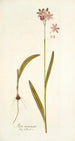 Ixia incarnata - Nikolaus Joseph Freiherr von Jacquin — näkymä teoksesta
