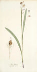 Ixia lancea - Nikolaus Joseph Freiherr von Jacquin — näkymä teoksesta