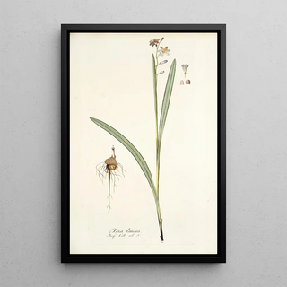 Nikolaus Joseph Freiherr von Jacquin - Ixia lancea.webp