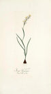 Ixia linearis - Nikolaus Joseph Freiherr von Jacquin — näkymä teoksesta