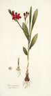 Ixia punicea - Nikolaus Joseph Freiherr von Jacquin — näkymä teoksesta