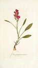 Ixia purpurea varietas - Nikolaus Joseph Freiherr von Jacquin — näkymä teoksesta
