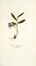 Ixia rubrocyanea - Nikolaus Joseph Freiherr von Jacquin — näkymä teoksesta