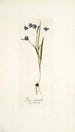 Ixia secunda - Nikolaus Joseph Freiherr von Jacquin — näkymä teoksesta