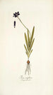 Ixia uniflora - Nikolaus Joseph Freiherr von Jacquin — näkymä teoksesta