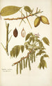Juglans cinerea - Nikolaus Joseph Freiherr von Jacquin — näkymä teoksesta